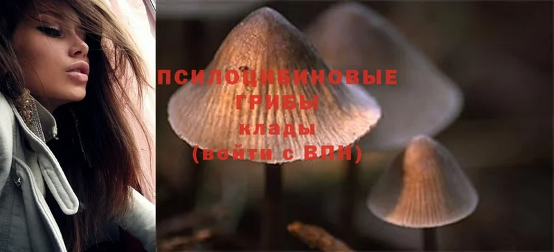 Галлюциногенные грибы Psilocybine cubensis  Майкоп 